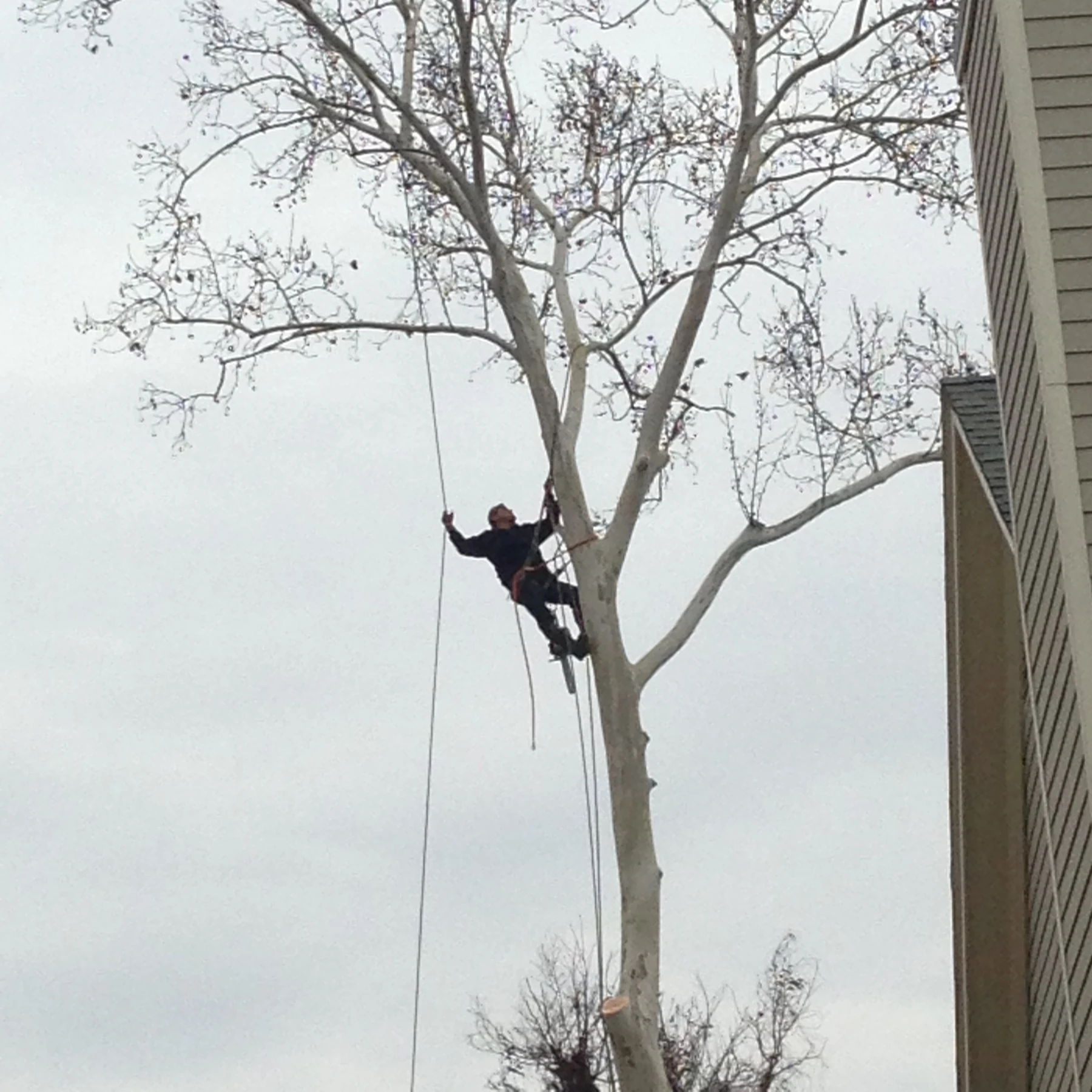 Crew member working in a tree beside a house