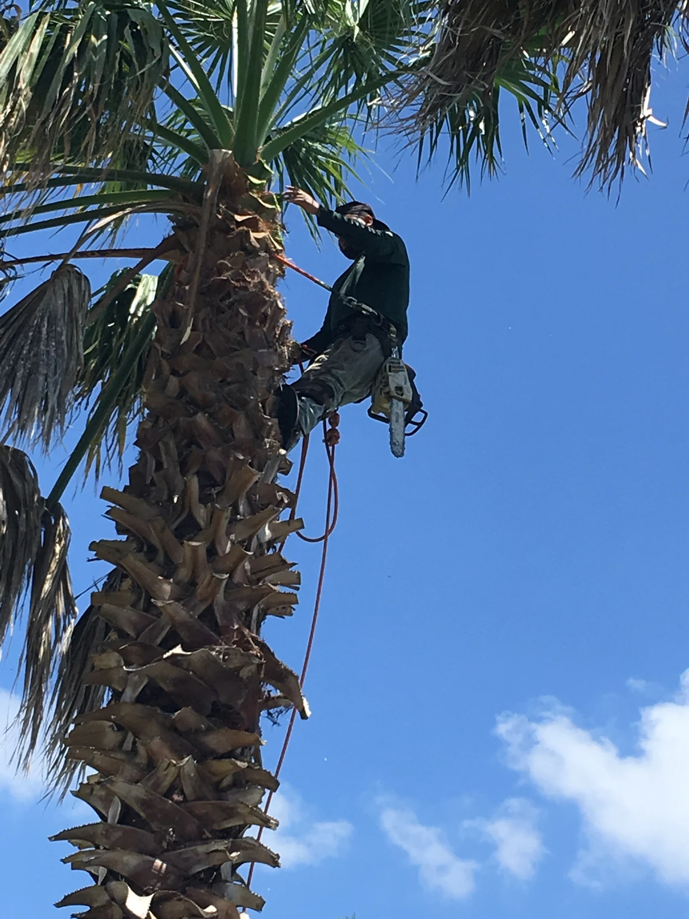 Worker climbing a palm tree
