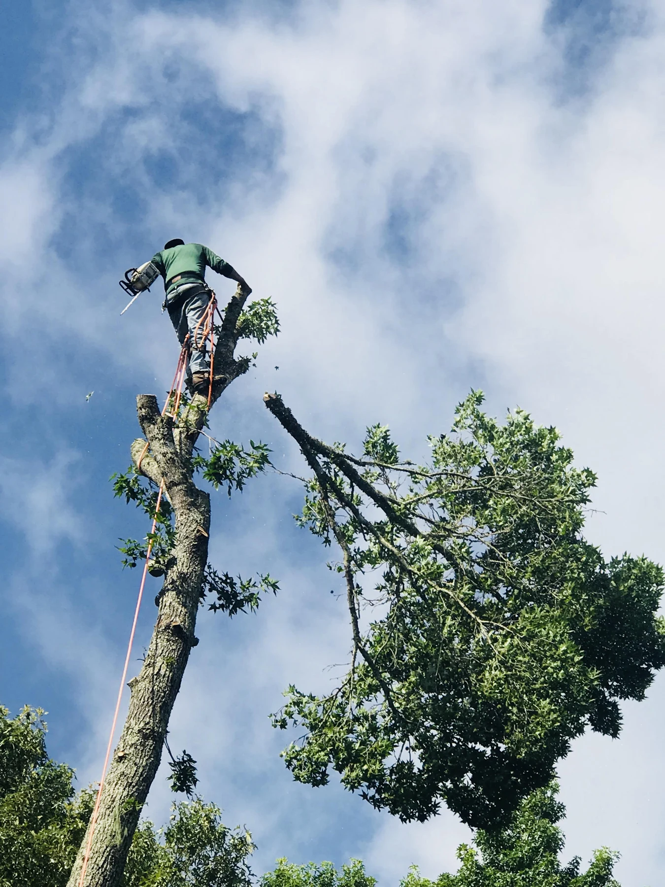 JJ Garcia crew member working high in a tree during a removal