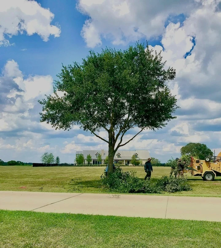 Tree trimming work with a crew and chipper on an open lawn
