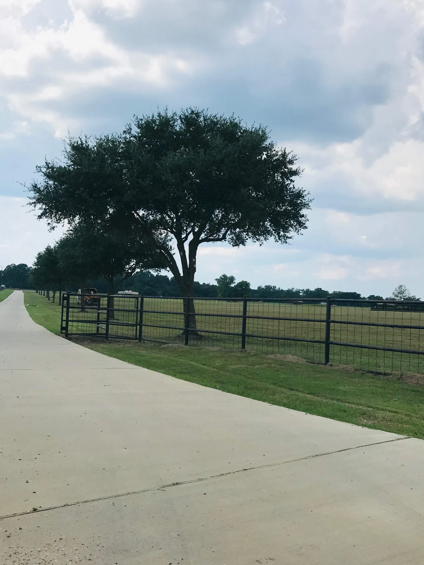 Trees beside a long property driveway from JJ Garcia’s work gallery