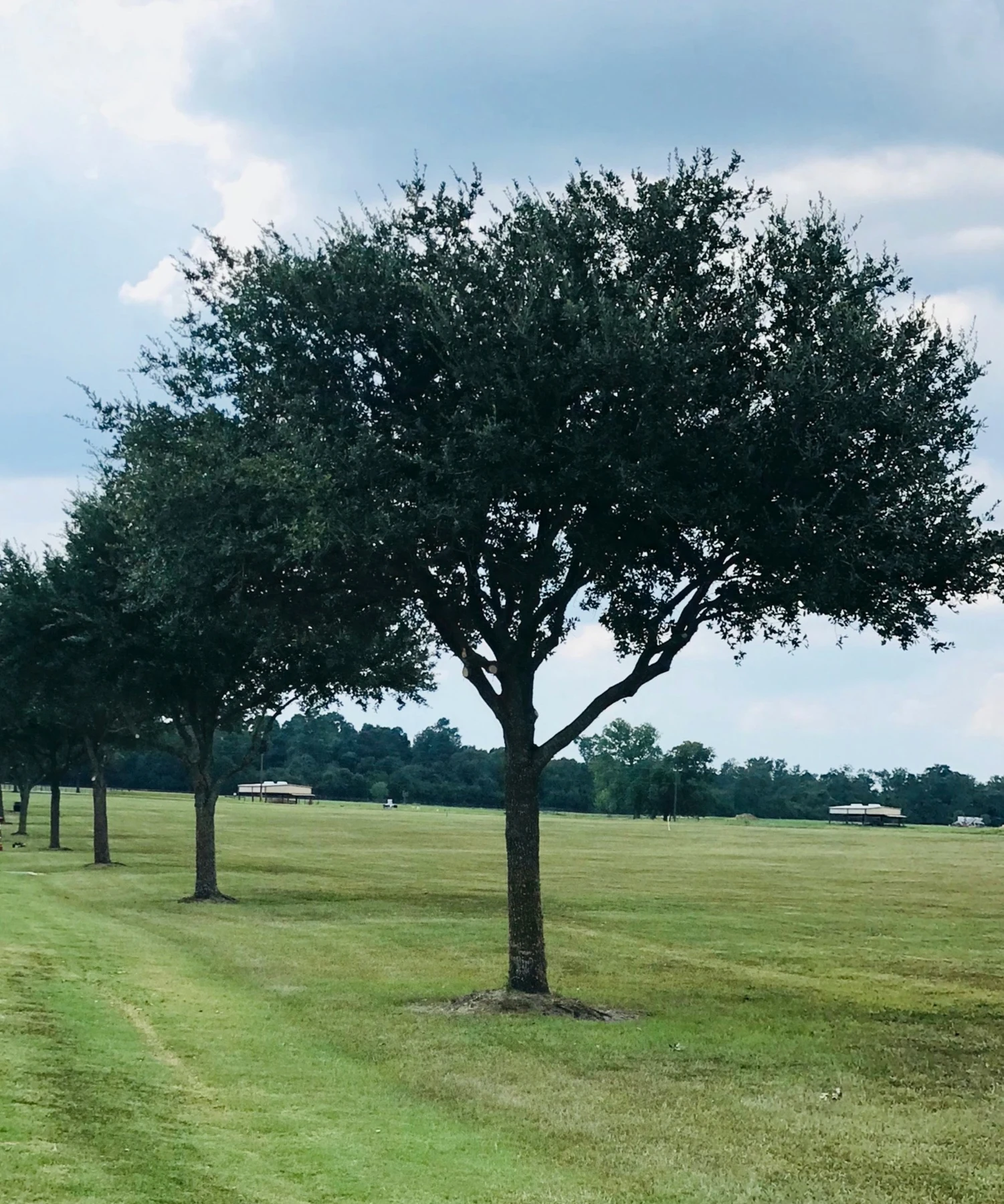 Maintained trees on open land from the company’s project gallery